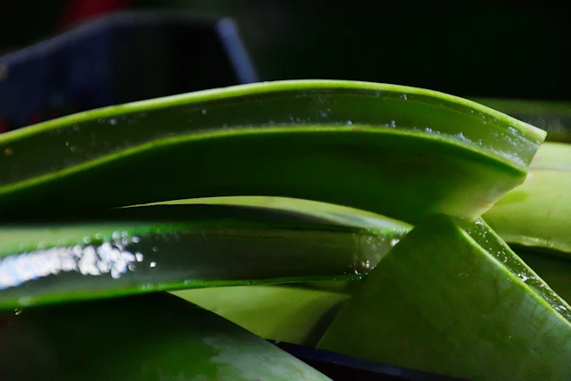 Aloe Vera