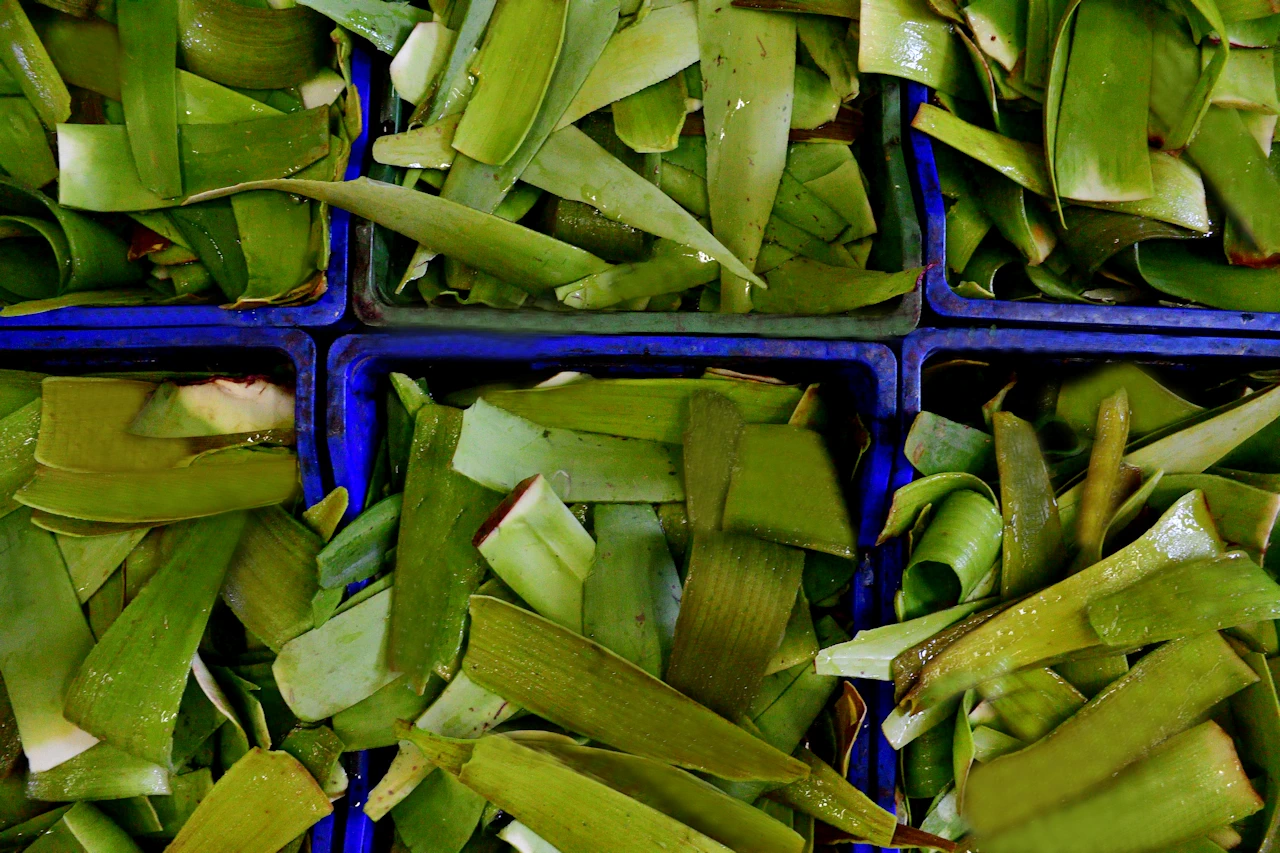 Aloe Vera