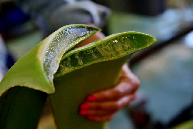 Aloe Vera